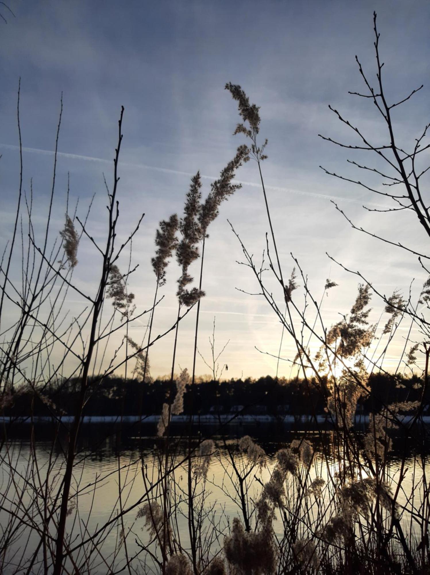 Waterlelie 34 Rekem Villa Dış mekan fotoğraf